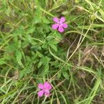 Dianthus alpinus Blomma