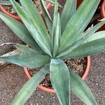 Agave sisalana ഇല