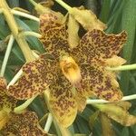 Grammatophyllum speciosum Kita