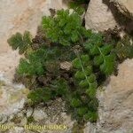 Asplenium hispanicum Hábito