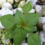 Acalypha virginica Blatt