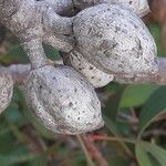 Elaeagnus commutata Fruit
