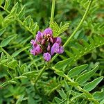 Astragalus danicus Blüte