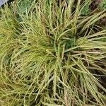 Carex morrowii Leht