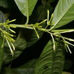 Cestrum microcalyx Ffrwyth