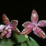 Phalaenopsis lueddemanniana