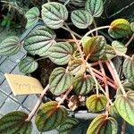 Peperomia albovittata Ліст