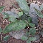 Tinantia pringlei Leaf