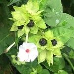 Mirabilis longiflora Leaf