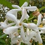 Trachelospermum jasminoides Flower
