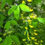 Laburnum anagyroides Feuille