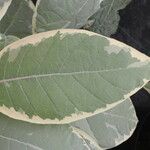 Nicotiana tomentosa Blad