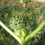 Datura ferox Плод