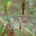 Carex montana Fruto