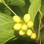 Quiina macrophylla Fruit