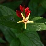 Spigelia marilandica Kvet