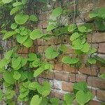 Aristolochia macrophylla Φύλλο