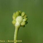 Ranunculus ophioglossifolius Mbuma