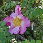 Rosa roxburghii Õis