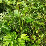 Heracleum sphondylium Листок