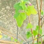 Lavatera bryoniifolia Lapas