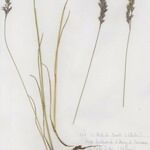 Festuca rivularis 形态