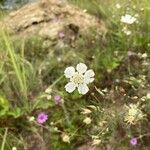 Lomelosia argentea Цветок