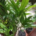 Phymatosorus scolopendria List