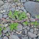 Verbena bracteata Blatt
