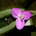 Tradescantia zebrina Flower