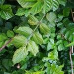 Tecomaria capensis Blatt