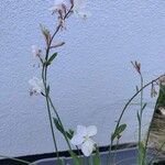 Oenothera gaura Flower