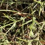 Genista boissieri Likasa