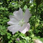 Lavatera thuringiaca 花