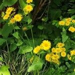 Doronicum pardalianches 整株植物