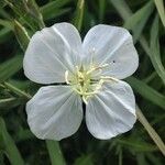 Oenothera tetraptera Flower