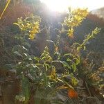 Solidago virgaurea Floare