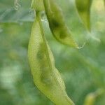 Astragalus penduliflorus ഫലം