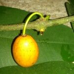 Garcinia intermedia Frukt