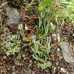 Lycopodium alpinum Hàbitat