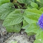 Veronica longifolia Lapas