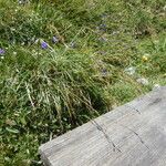 Carex sempervirens Blad