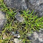 Littorella uniflora Leaf