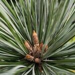 Pinus flexilis Blad