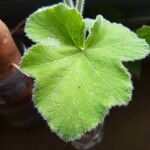 Pelargonium tomentosum Blatt