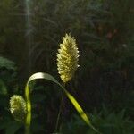 Phalaris canariensis Плод