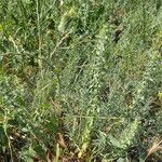 Sideritis montana Libunga