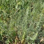 Sideritis montana Habitat