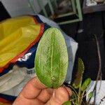 Rumex acetosa Leaf