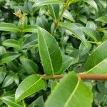 Osmanthus × burkwoodii Leht